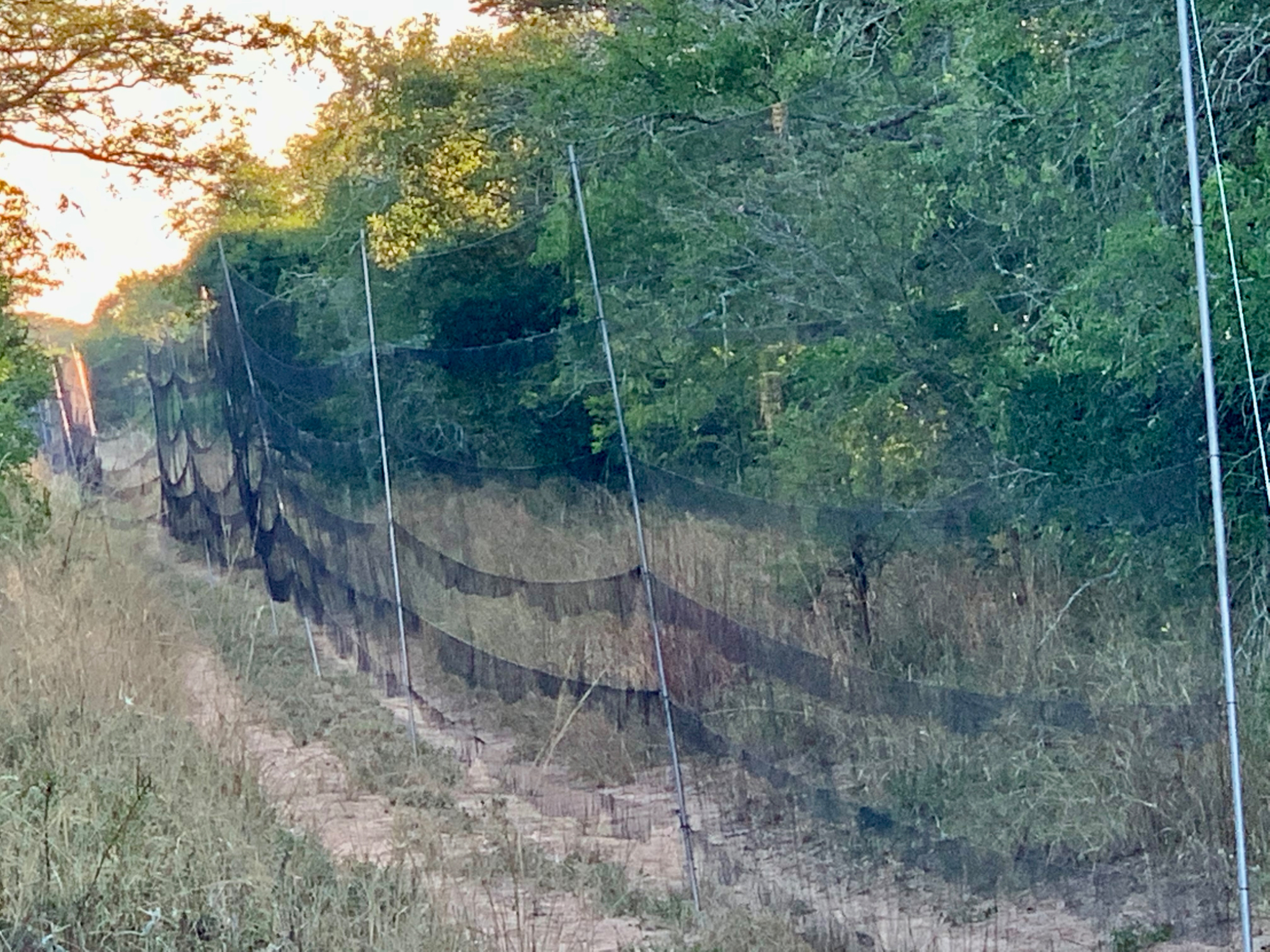 Mist Net